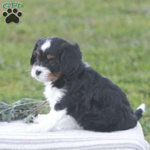 Haven, Cavapoo Puppy